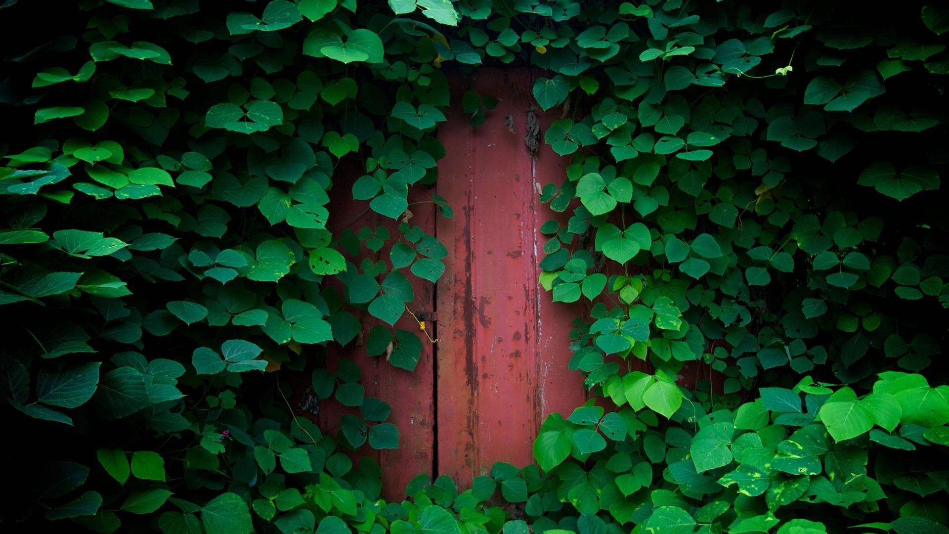 liść bluszcz pulpit streszczenie tekstura ogród ściana koniczyna natura wzrost flora drewno szczęście szablon