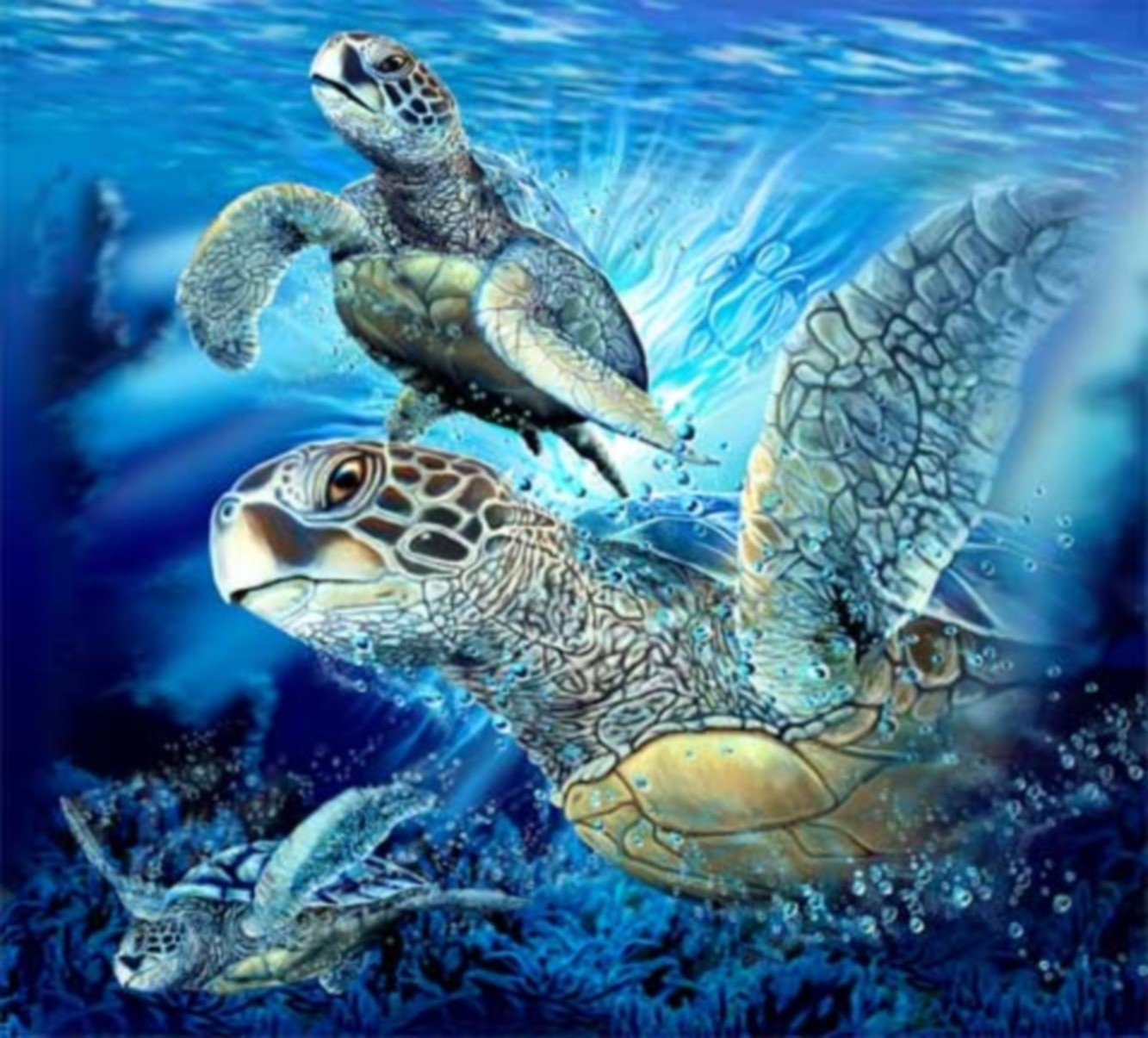 zwierzęta żółw podwodny gadzina morze morski ocean rafa wodny tropikalny zwierzę natura pływanie koralowy przyroda skuba woda nurkowanie skorupa żółw ryby