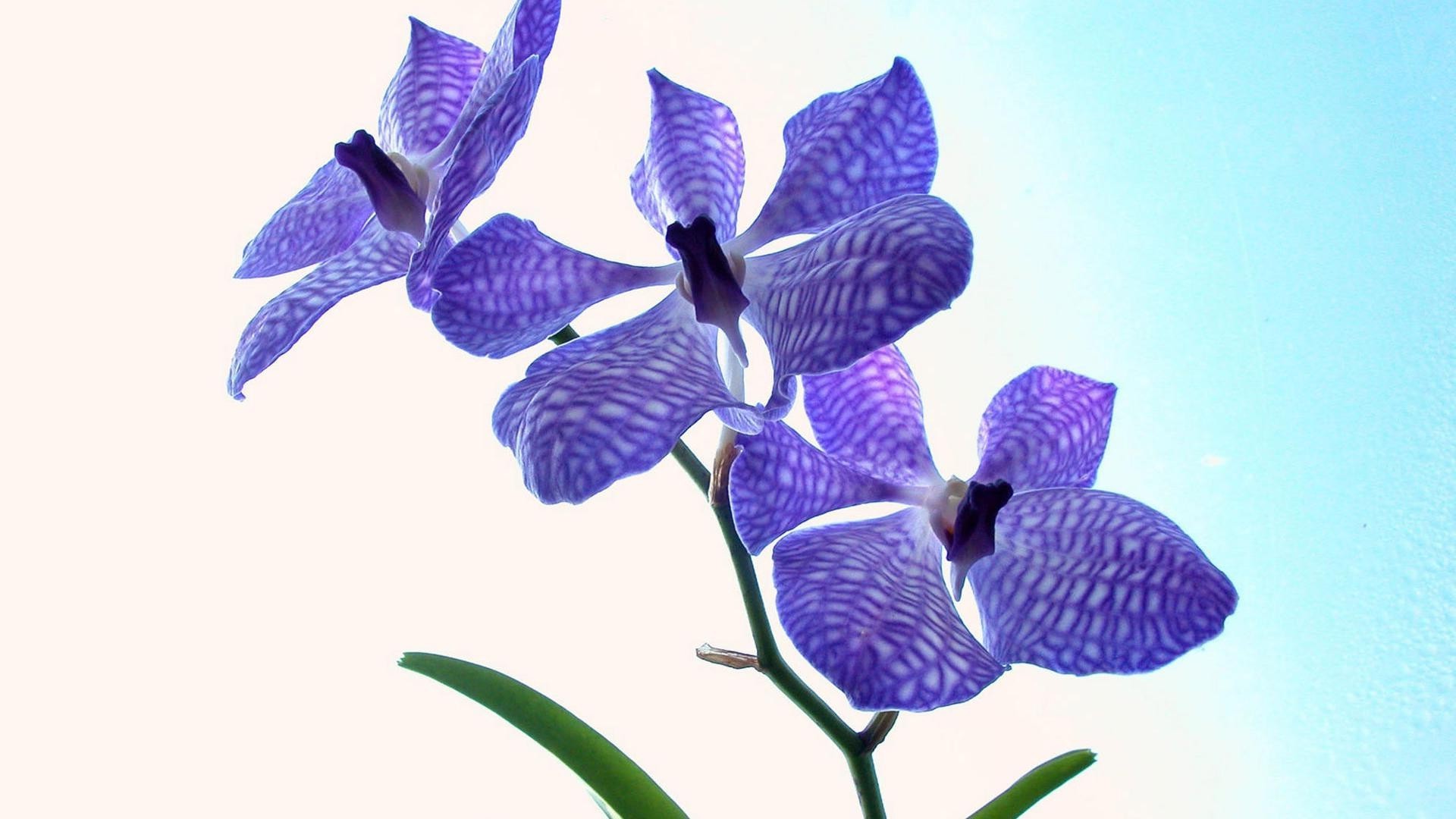 kwiaty natura kwiat flora kwiatowy liść tropikalny izolowany płatek piękny ogród jasny kolor delikatny lato dekoracja pulpitu zbliżenie egzotyczne bluming