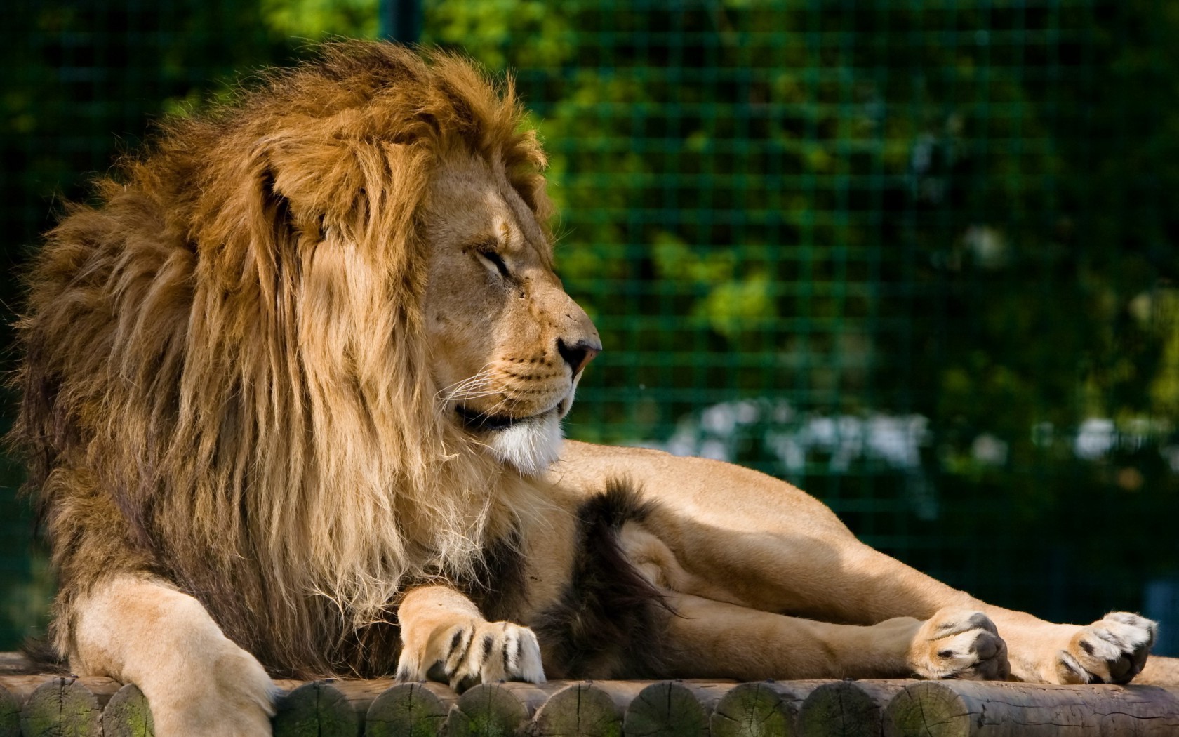 lwy ssak kot lew dzika przyroda zwierzę zoo natura dziki portret mane futro drapieżnik trawa