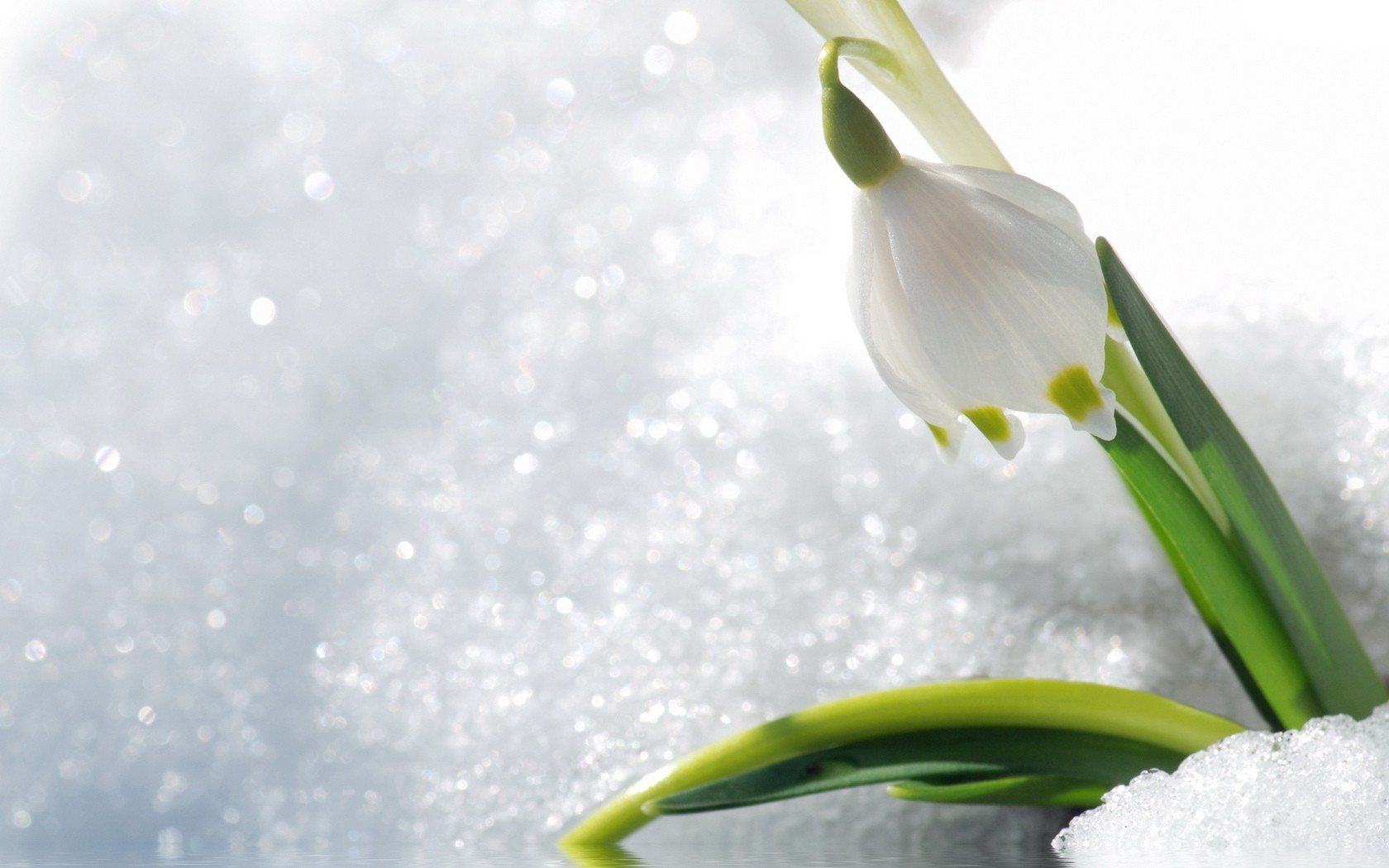 zima natura kwiat flora liść śnieg czystość sezon spadek jasny wielkanoc wzrost
