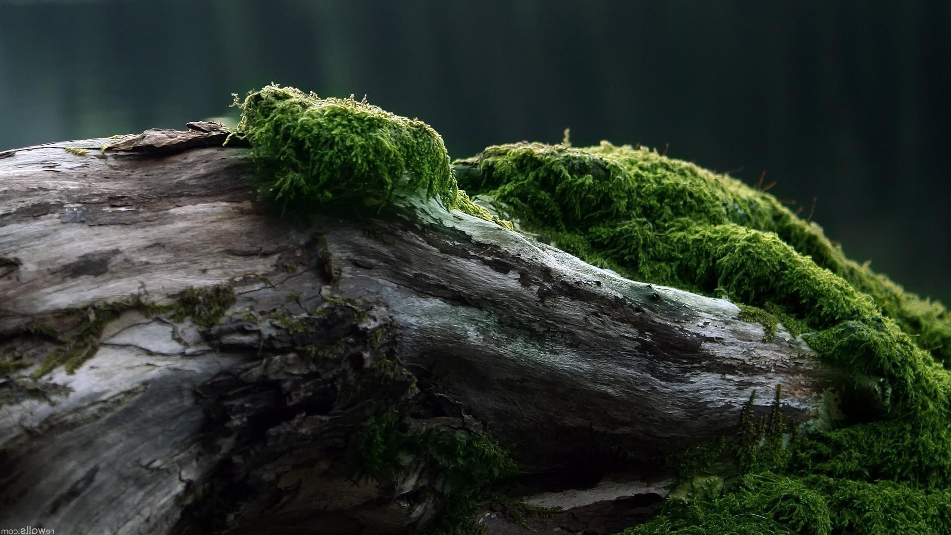 tekstury mech woda natura na zewnątrz drewno krajobraz rock park liść drzewo środowisko wodospad mech podróż rzeka flora światło dzienne lato