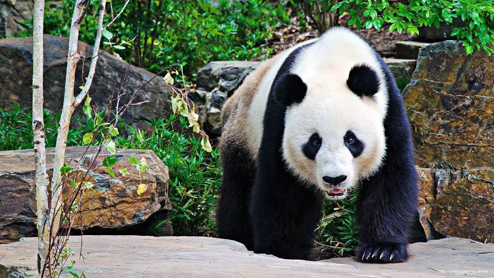 roślinożerne natura zoo ssak dziki dzika przyroda zwierzę drewno na zewnątrz trawa park drzewo lato