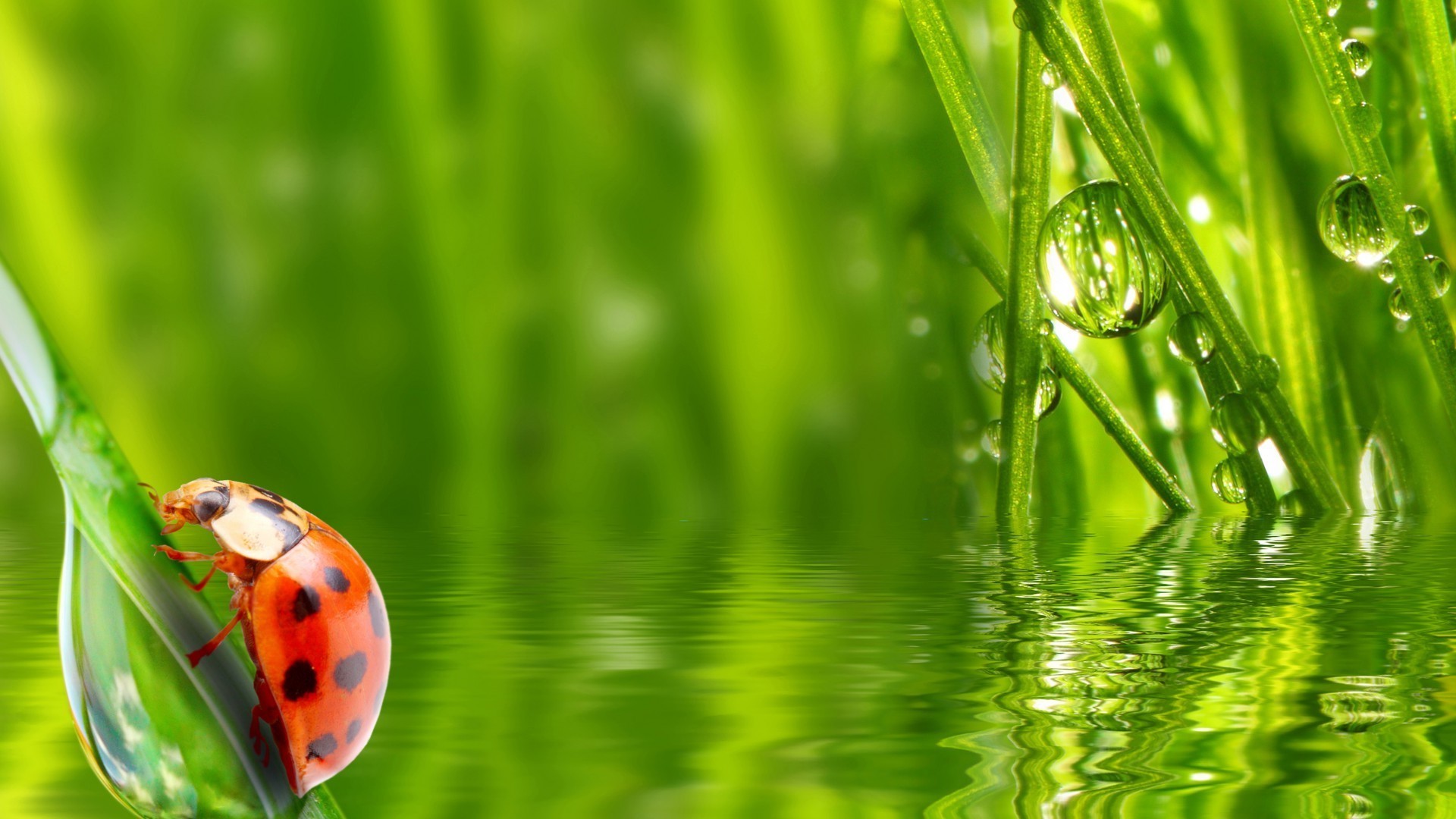 zwierzęta trawa wzrost flora środowisko liść rosa ostrze lato natura ogród deszcz upadek trawnik środowisko harmonia ekologia świeżość bujny sianokosy mokry
