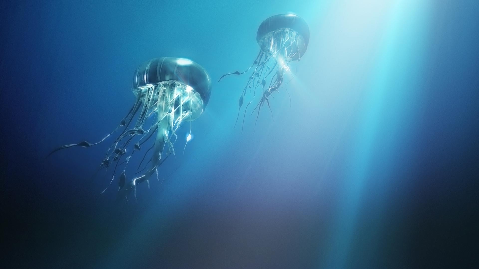 zwierzęta nurkowanie pływanie ocean