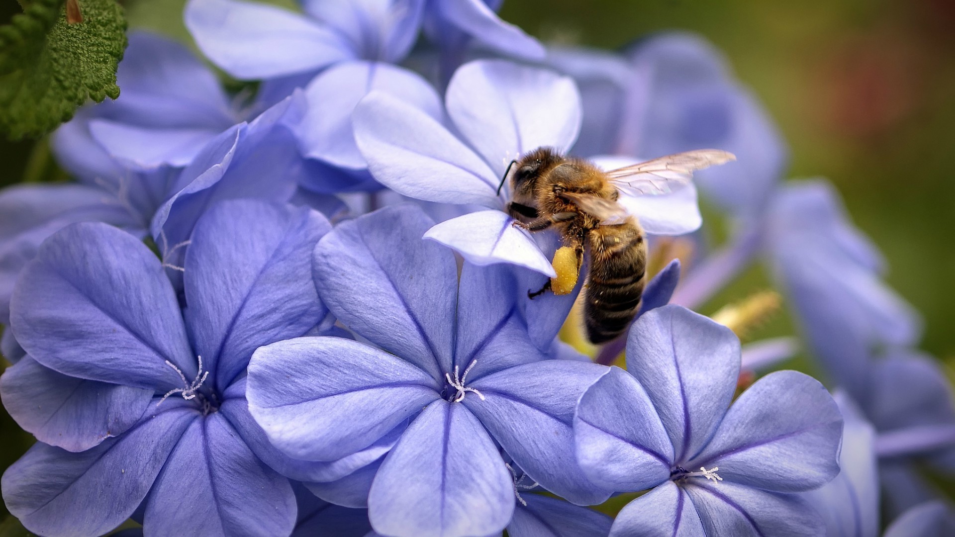 owady natura kwiat flora owad lato ogród na zewnątrz liść pyłek pszczoła płatek piękne zbliżenie