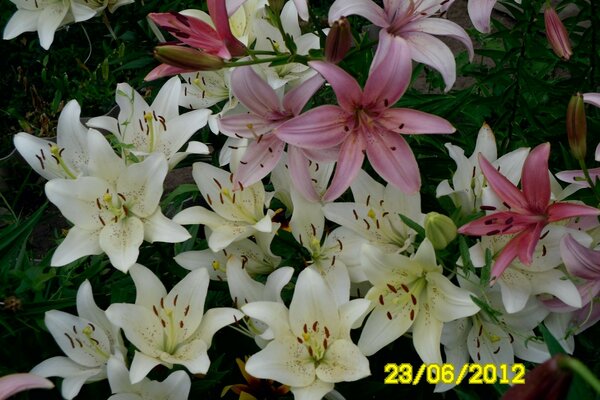 Letnie bukiety, lilie. Liliowiec
