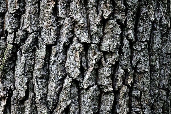 Kora drzewa. Makro. Las. Natura