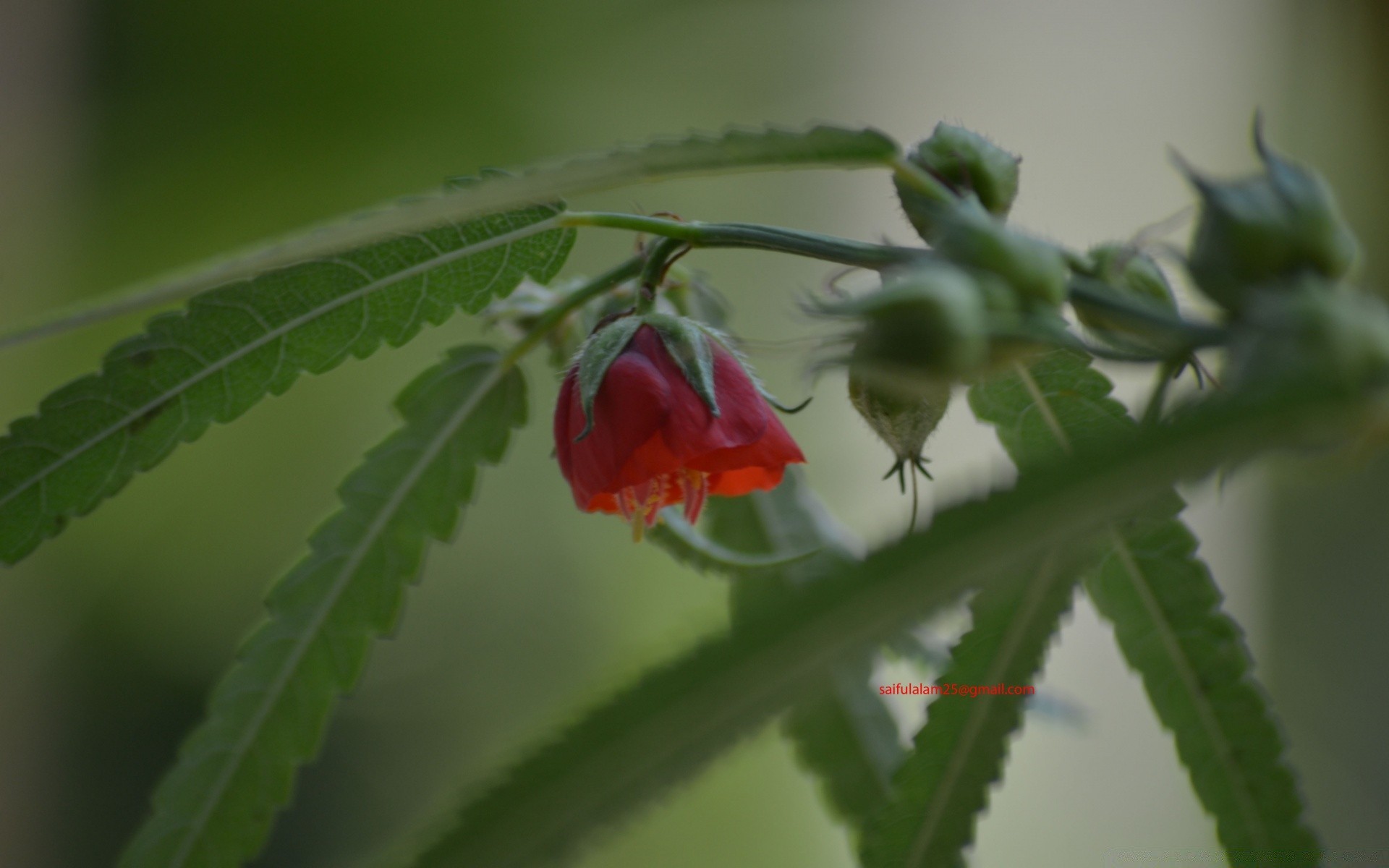 makro liść natura kwiat flora ogród na zewnątrz łuska zbliżenie kolor