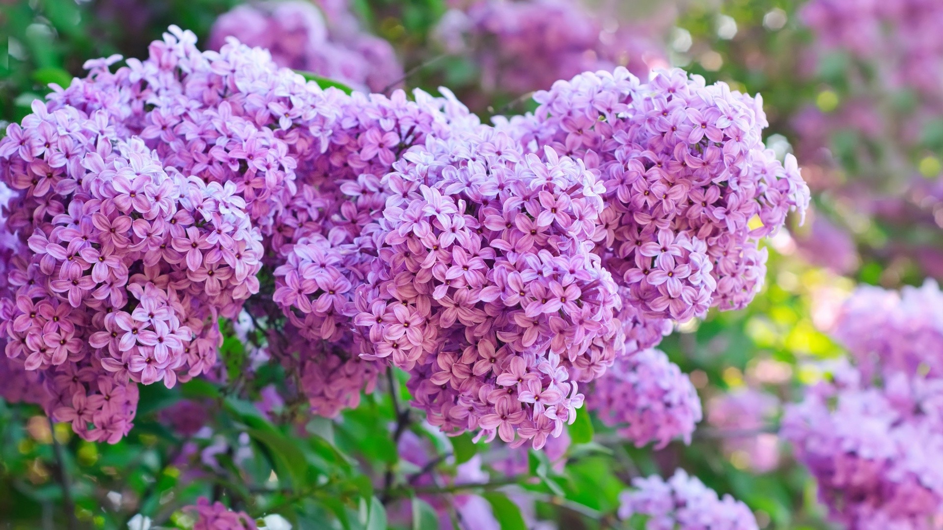 kwiat flora natura ogród krzew bluming lato liść lawenda kwiatowy wzrost kolor sezon płatek jasny oddział drzewo botaniczny na zewnątrz