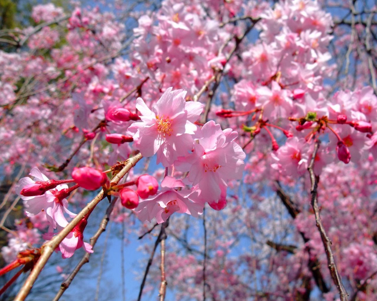 kwiat wiśni oddział drzewo flora natura sezon bluming ogród wzrost płatek liść wiosna kolego odkryty park kolor jasny kwiatowy