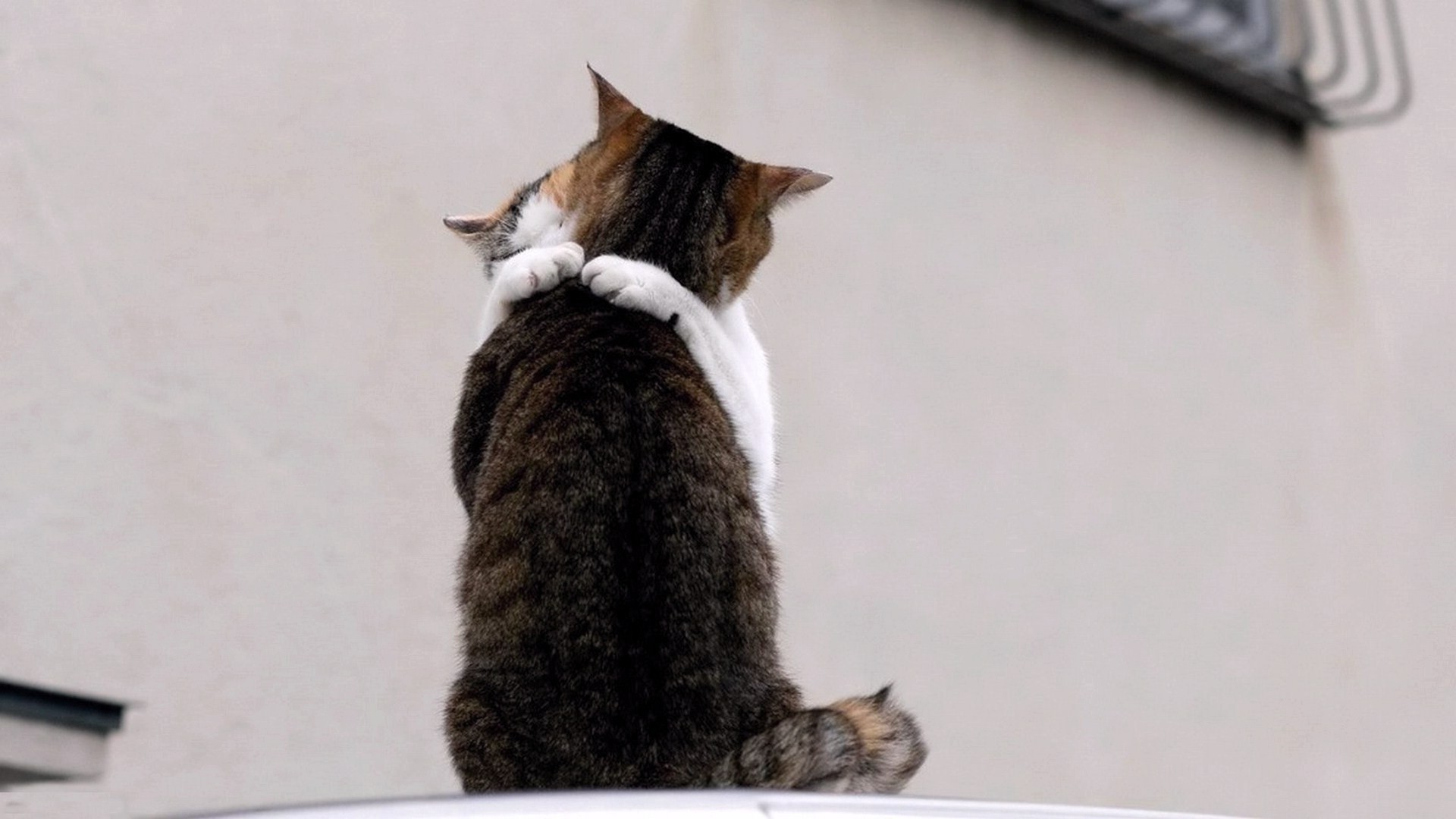 kot ssak słodkie zwierzę kotek pet pojedyncze domowe futro