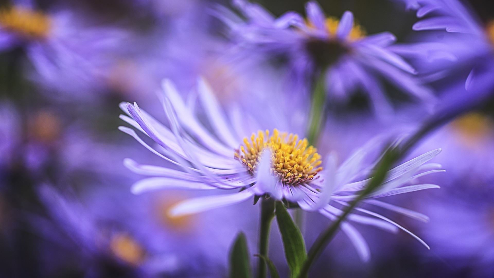 natura kwiat flora lato ogród kwiatowy płatek jasny liść kolor bluming zbliżenie piękny na zewnątrz delikatny