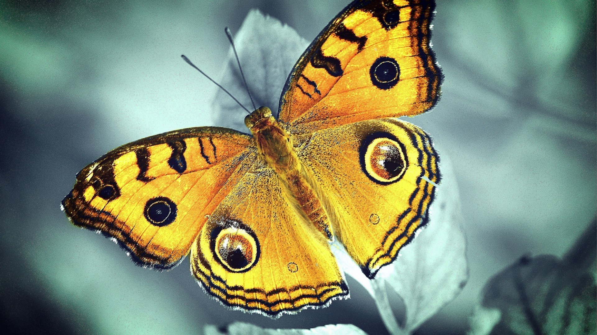 motyl owad natura bezkręgowce przyrody zwierząt skrzydło monarch na zewnątrz lepidoptera ćma kolor lato biologia ogród dziki latać piękne