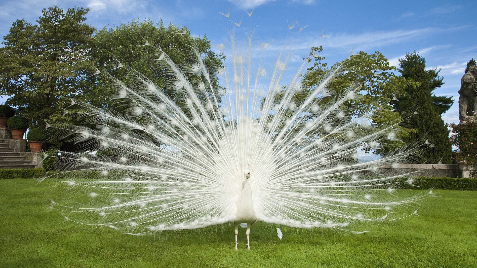 natura trawa park na zewnątrz piękny lato ogród jasny niebo flora trawnik