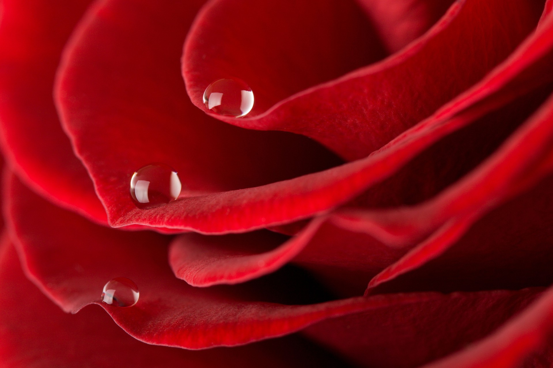 róża miłość romans kwiat płatek romantyczny bluming delikatny rocznica botaniczny natura flora prezent piękny ogród kolor miłość rosa kwiatowy