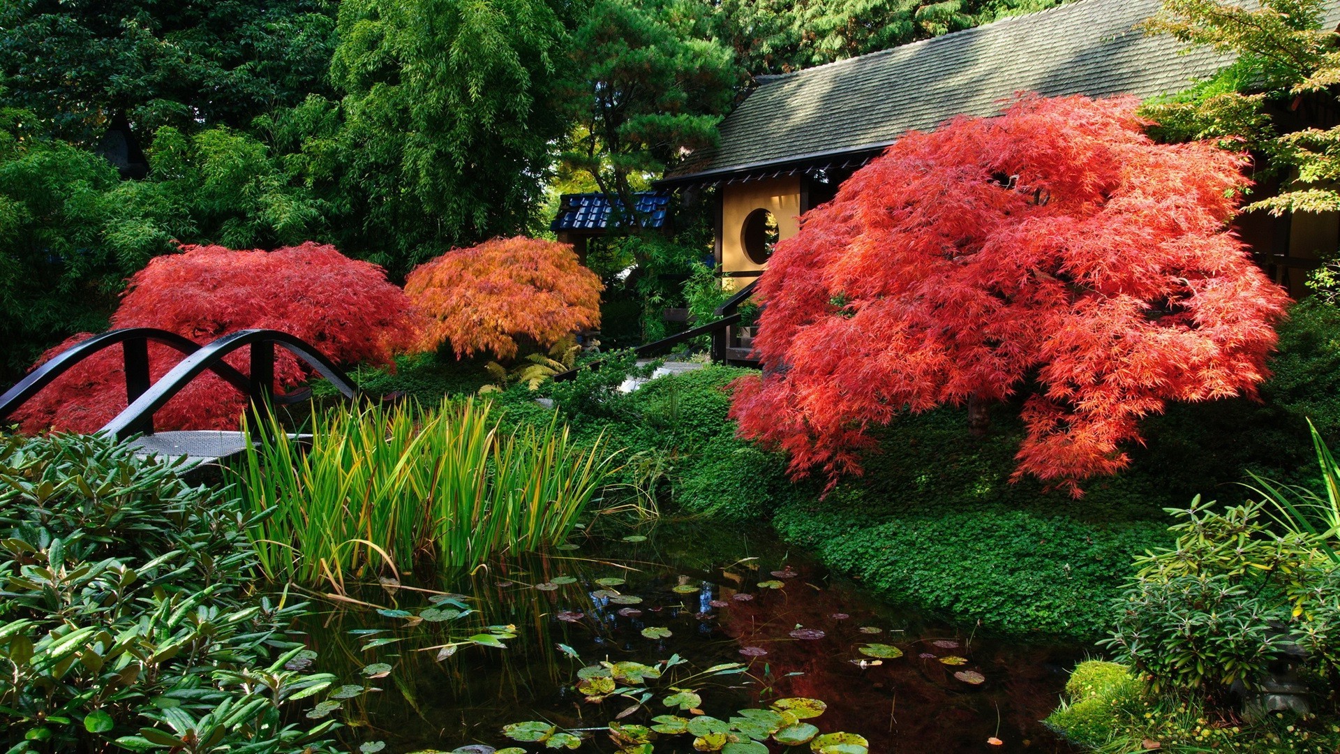 liść ogród drzewo jesień park drewno natura na zewnątrz kwiat krajobraz sezon