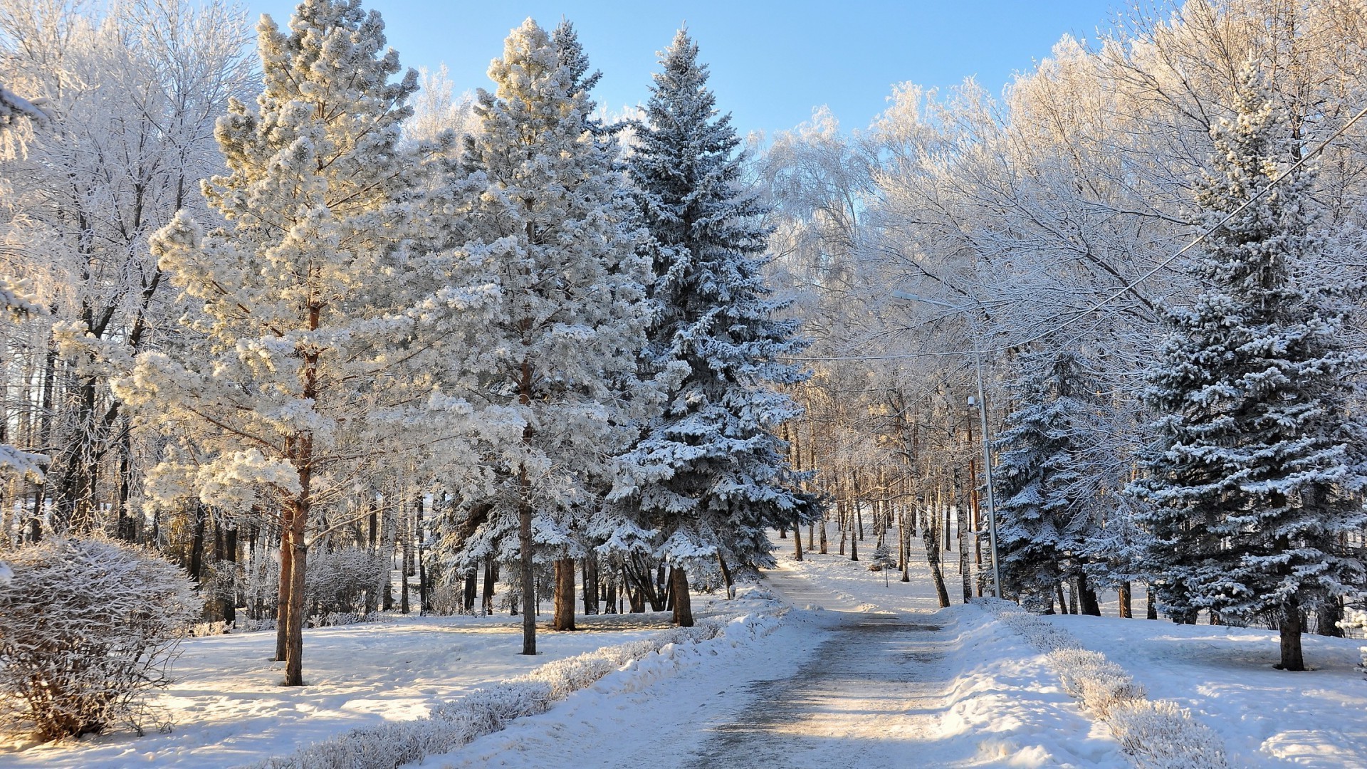 śnieg zima mróz zimno drewno drzewo mrożone krajobraz lód sezon sceniczny pogoda oddział dobra pogoda scena wieś śnieg-biały natura sosna