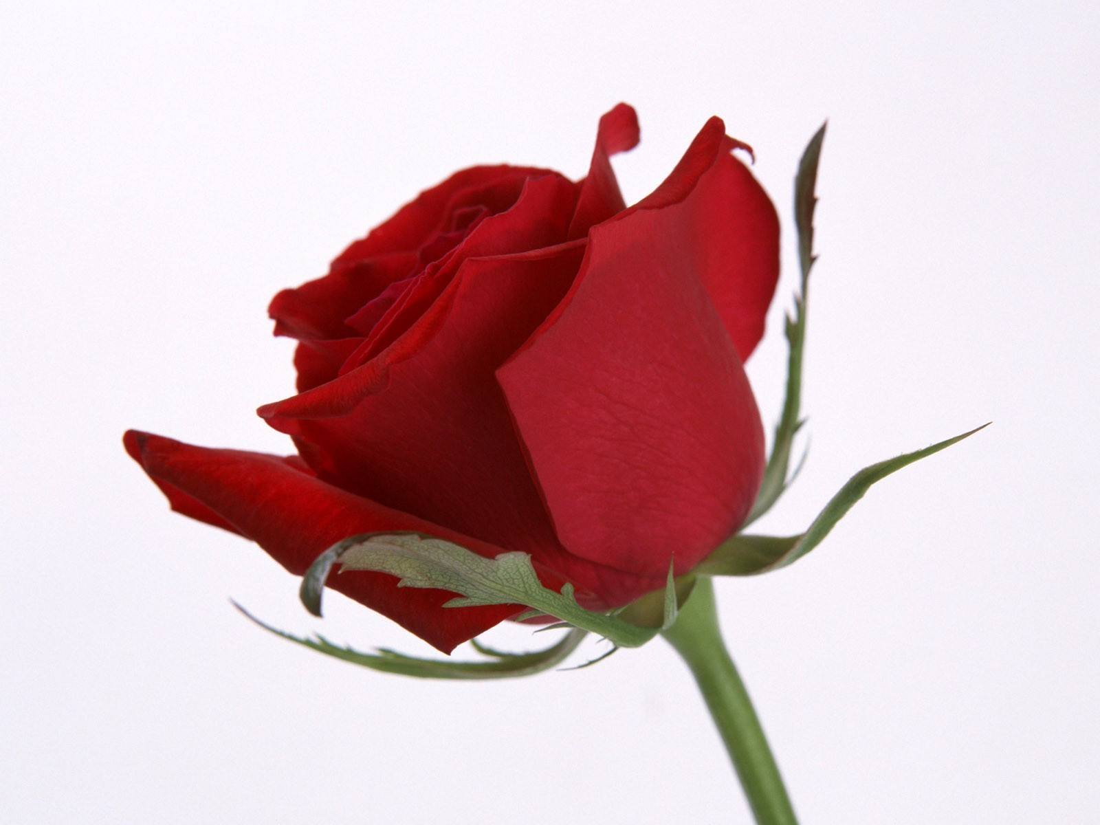 kwiat róża miłość romans natura kwiatowy prezent ślubny płatek flora rocznica bukiet liść kolego romantyczny kolor lato bluming urodziny