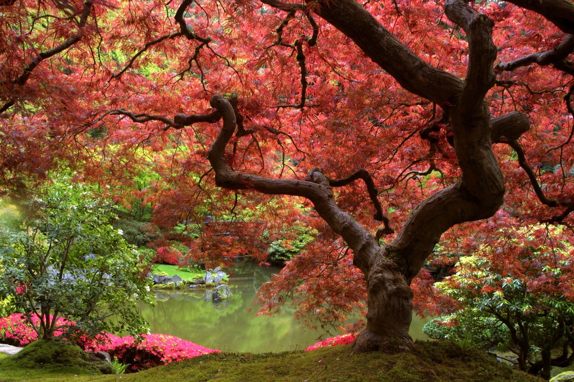 liść drzewa jesień park klon oddział natura sezon krajobraz drewno ogród na zewnątrz kolor kwiat flora środowisko sceniczny
