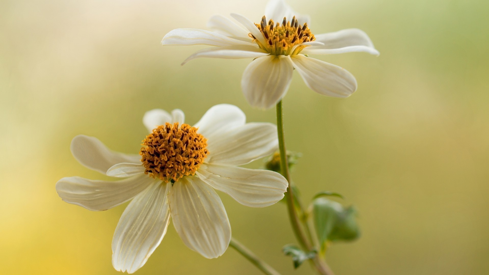 natura kwiat flora lato liść ogród kwiatowy wzrost jasny płatek