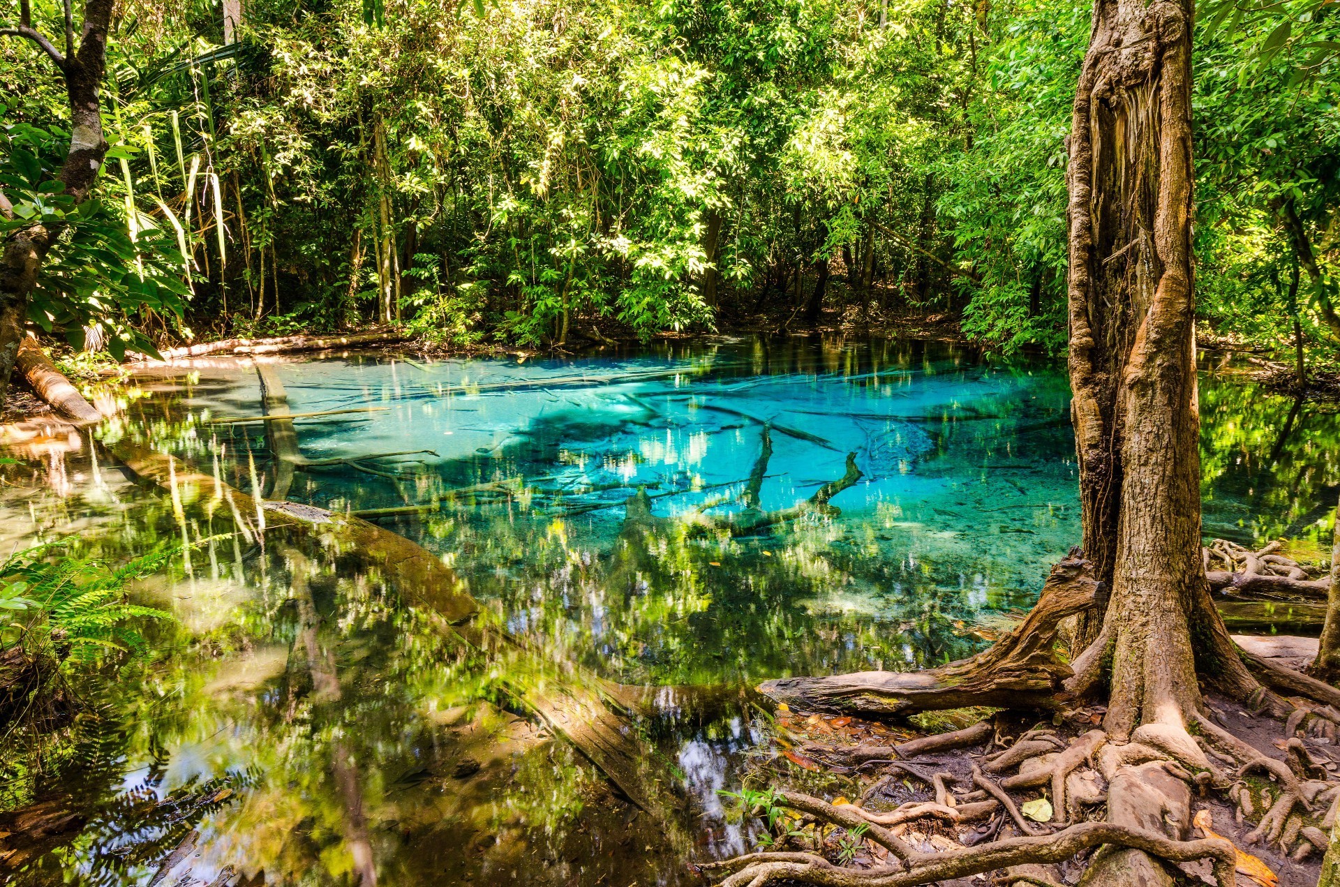 woda drewno natura liść drzewa lato podróż tropikalny park krajobrazowy rzeka flora piękne środowisko zewnętrzne dżungla malownicze jezioro odbicie