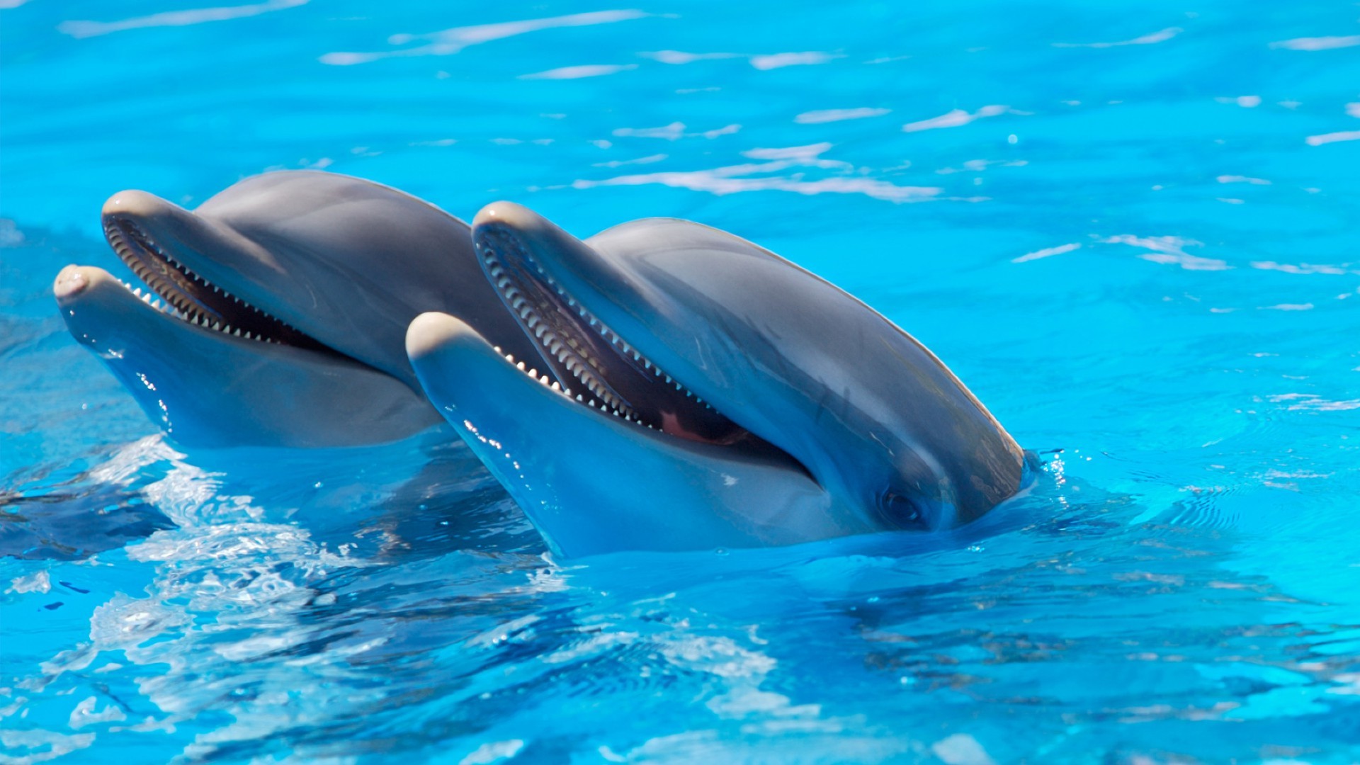 delfin pływanie podwodne dmuchawy wody ryby nurkowanie wieloryb ocean basen morze na zewnątrz