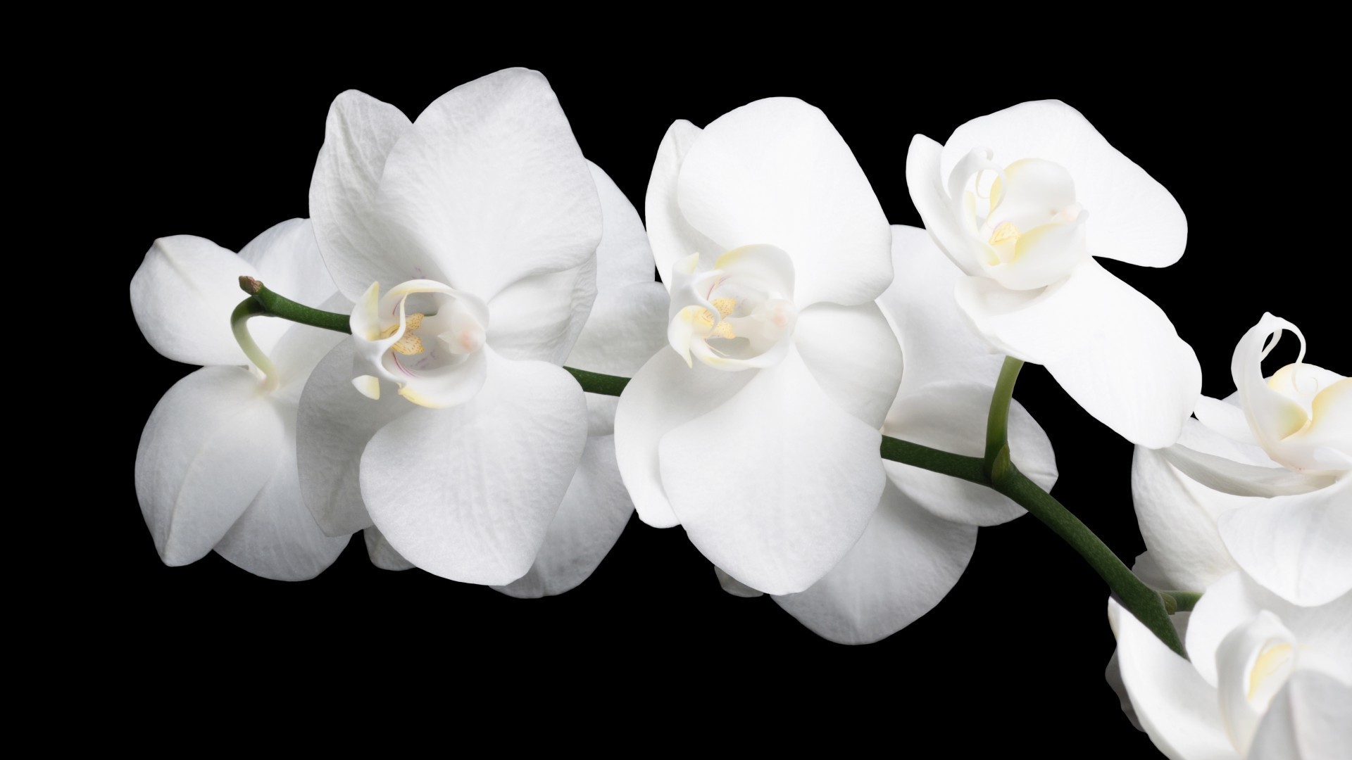 kwiat flora piękny natura płatek bluming kwiatowy tropikalny kolor ogród egzotyczny jasny liść łuska phalaenopsis elegancki botaniczny orchidea zbliżenie delikatny