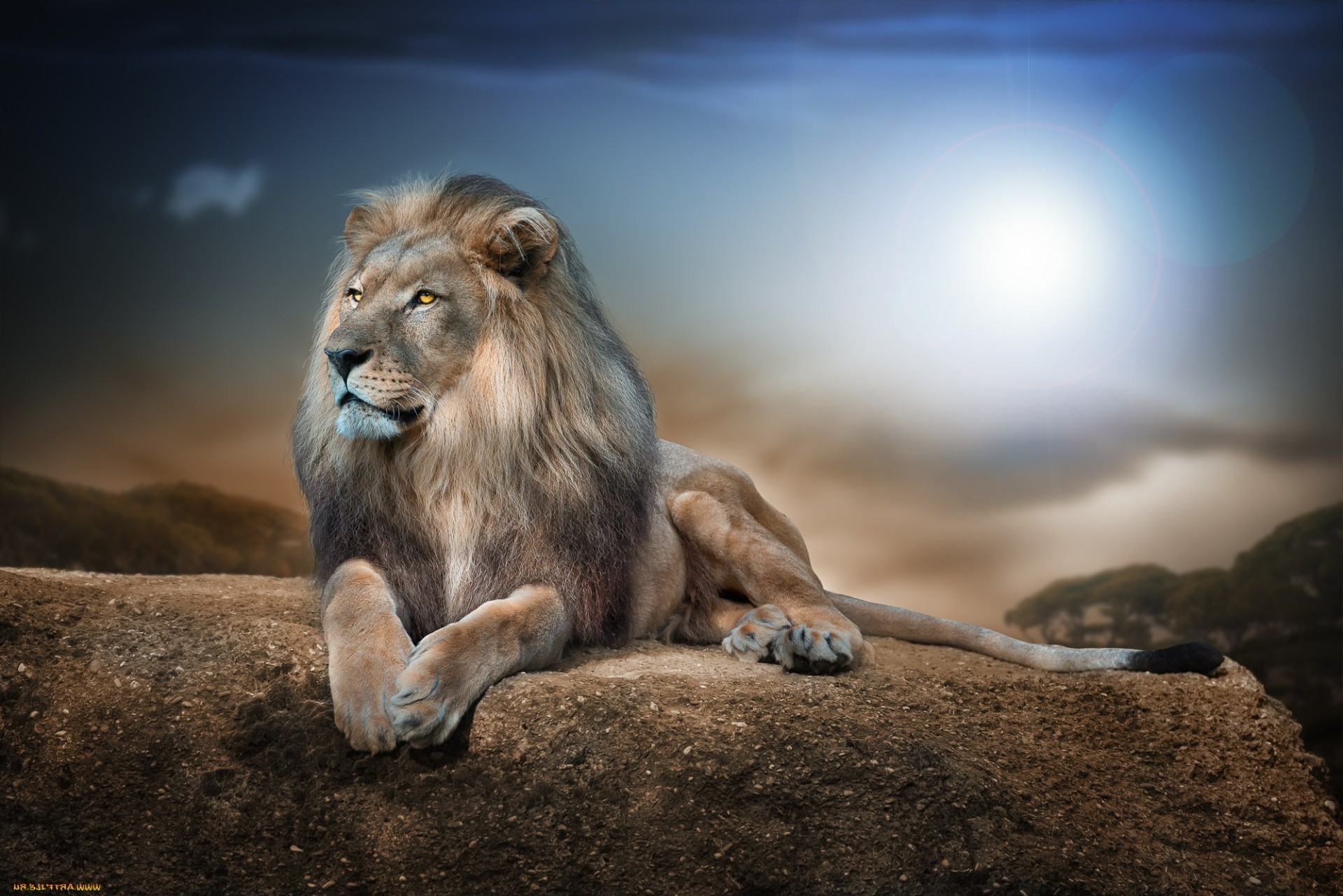 ssak lew dzika przyroda