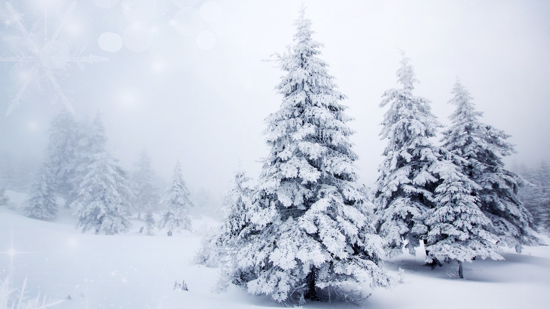 śnieg zima mróz zimny mrożony lód drewno drzewo pogoda sezon boże narodzenie sosna śnieg mroźna zamieć jodła krajobraz świerk