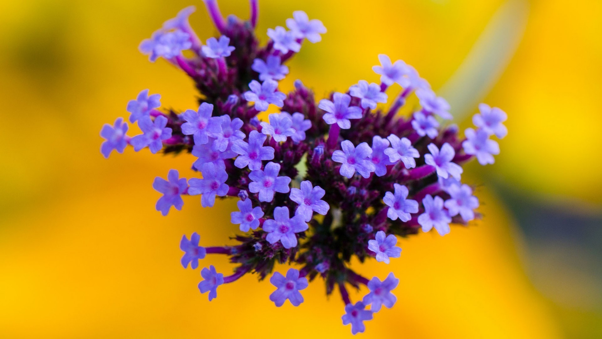 kwiat natura flora kwiatowy rozmycie ogród lato liść kolor bluming