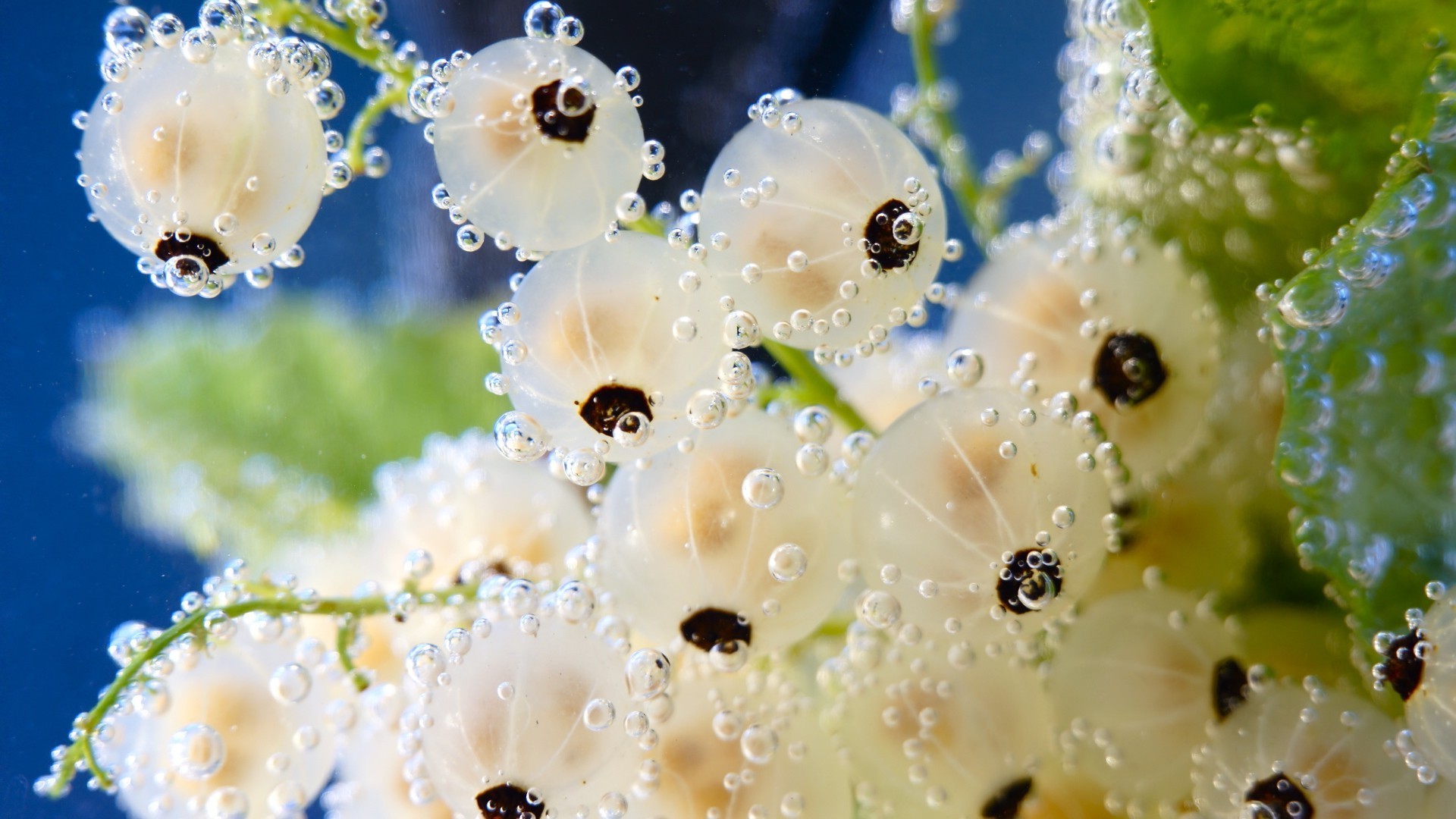 natura kwiat deszcz spadek dekoracji rosy wody lato