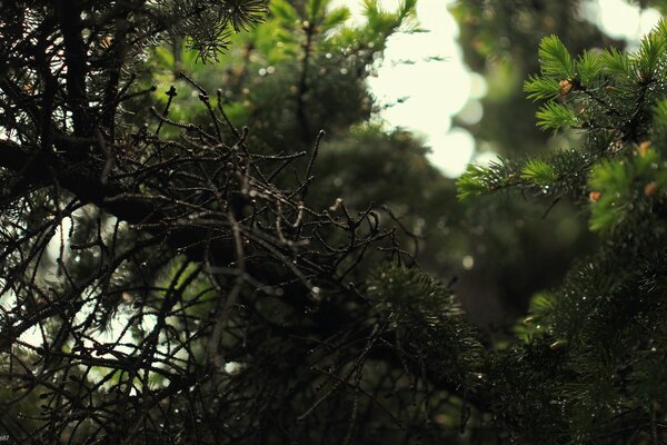 Drzewa iglaste. Las iglasty. Natura