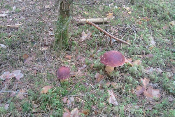 Wynik gęstych mgieł jesienią w lesie