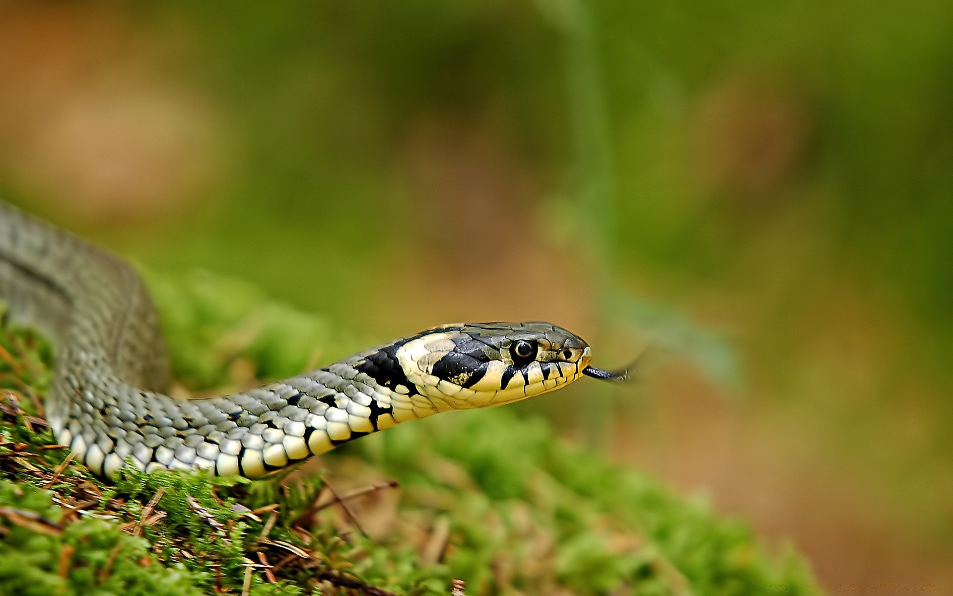 gady i żaby wąż gadzina dzika natura zwierzę viper jad jad boa zoologia pyton niebezpieczeństwo dziki herpetologia śmiertelnie poślizg zawieszenie na zewnątrz kobra