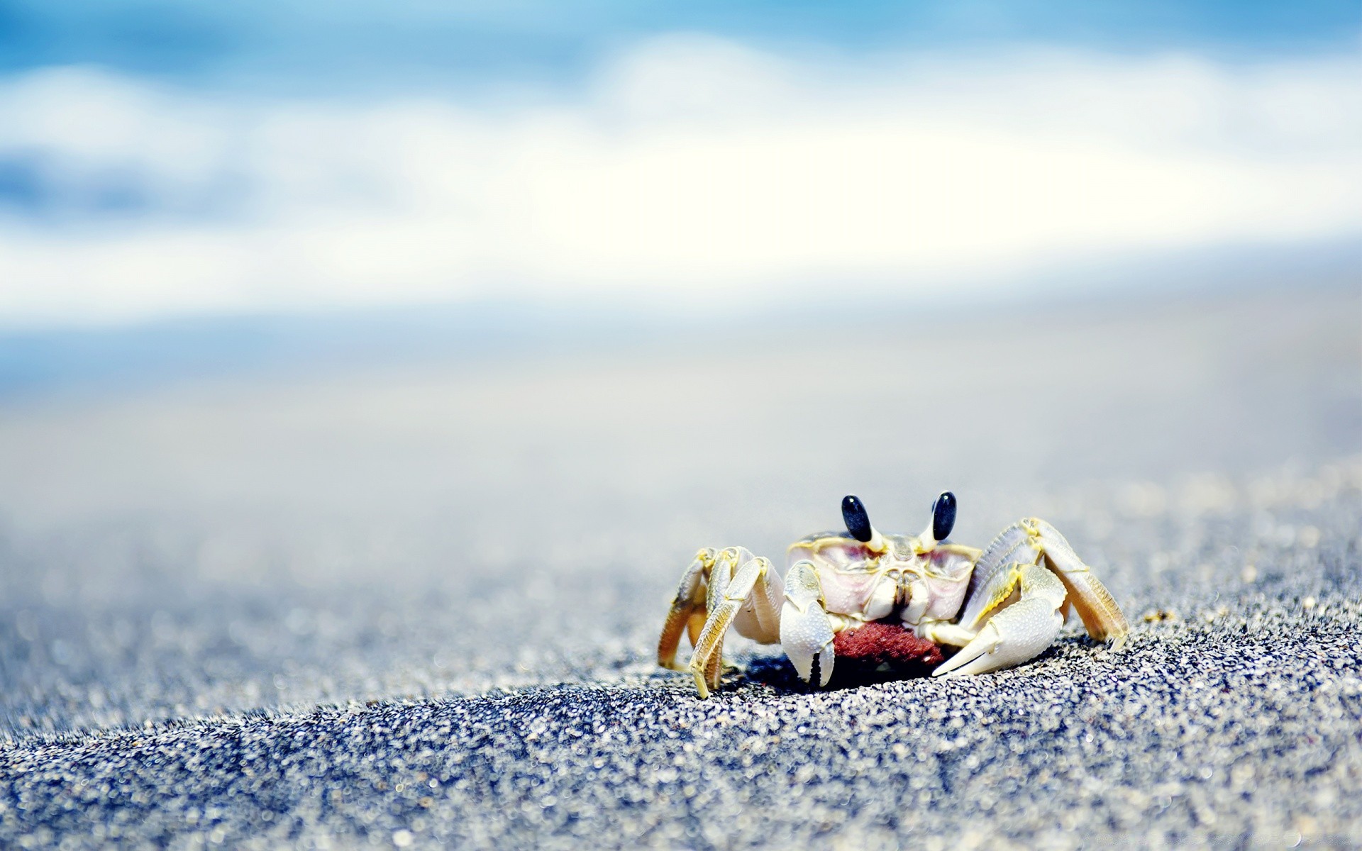 zwierzęta morskie śnieg zima plaża na zewnątrz natura woda podróże morze wakacje piasek zimno morze ocean niebo dobra pogoda rozmycie lato