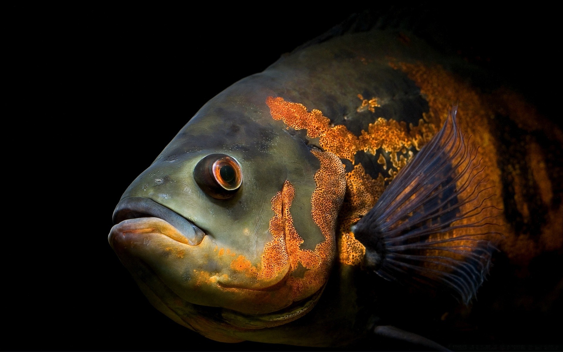 zwierzęta morskie ryby podwodne akwarium pływanie karaś ocean owoce morza natura jeden morze fin złota rybka bezkręgowce woda słodkowodne
