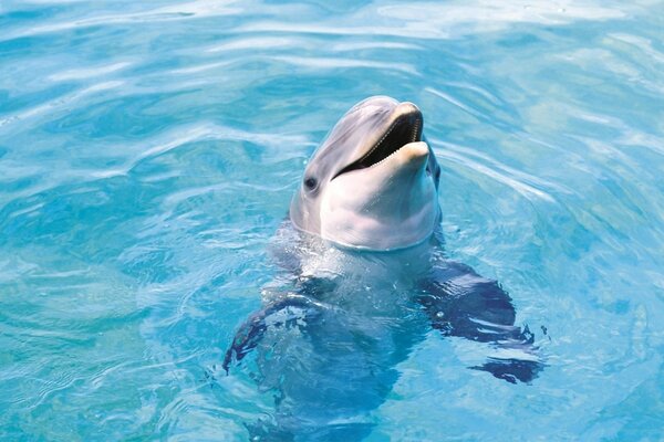 Delfin pływa w czystej wodzie