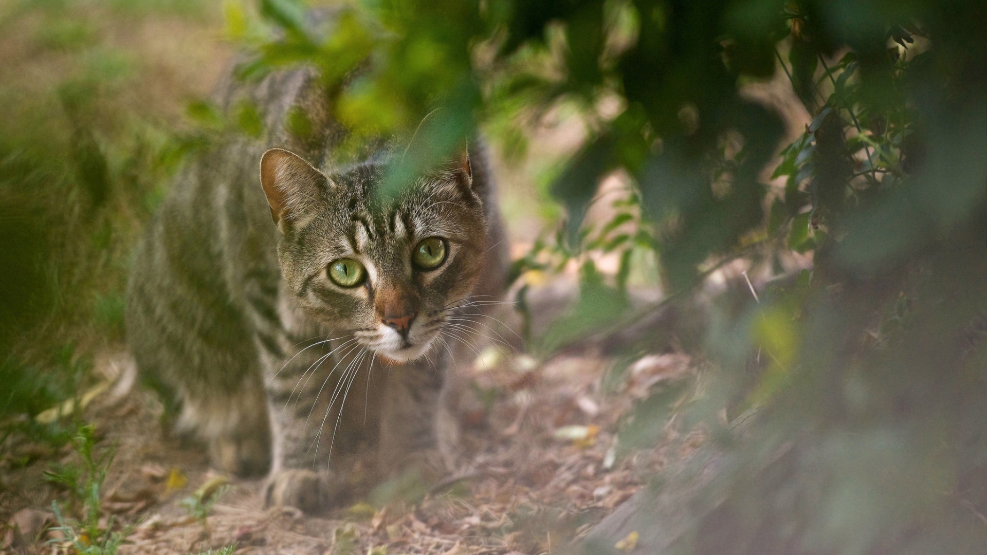 koty natura kot śliczne na zewnątrz zwierzę futro oko ssak portret trawa mało młody dziki ogród