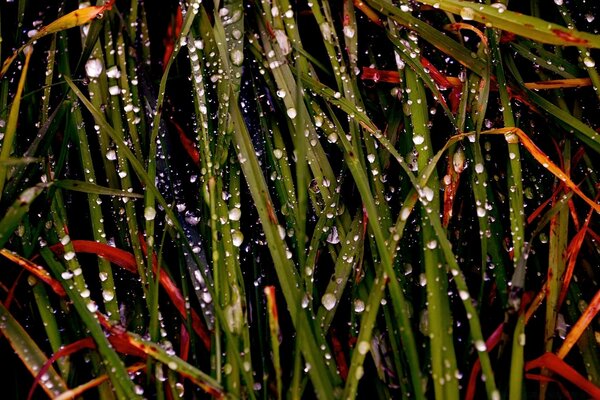 Fotografia makro o tematyce deszczowej