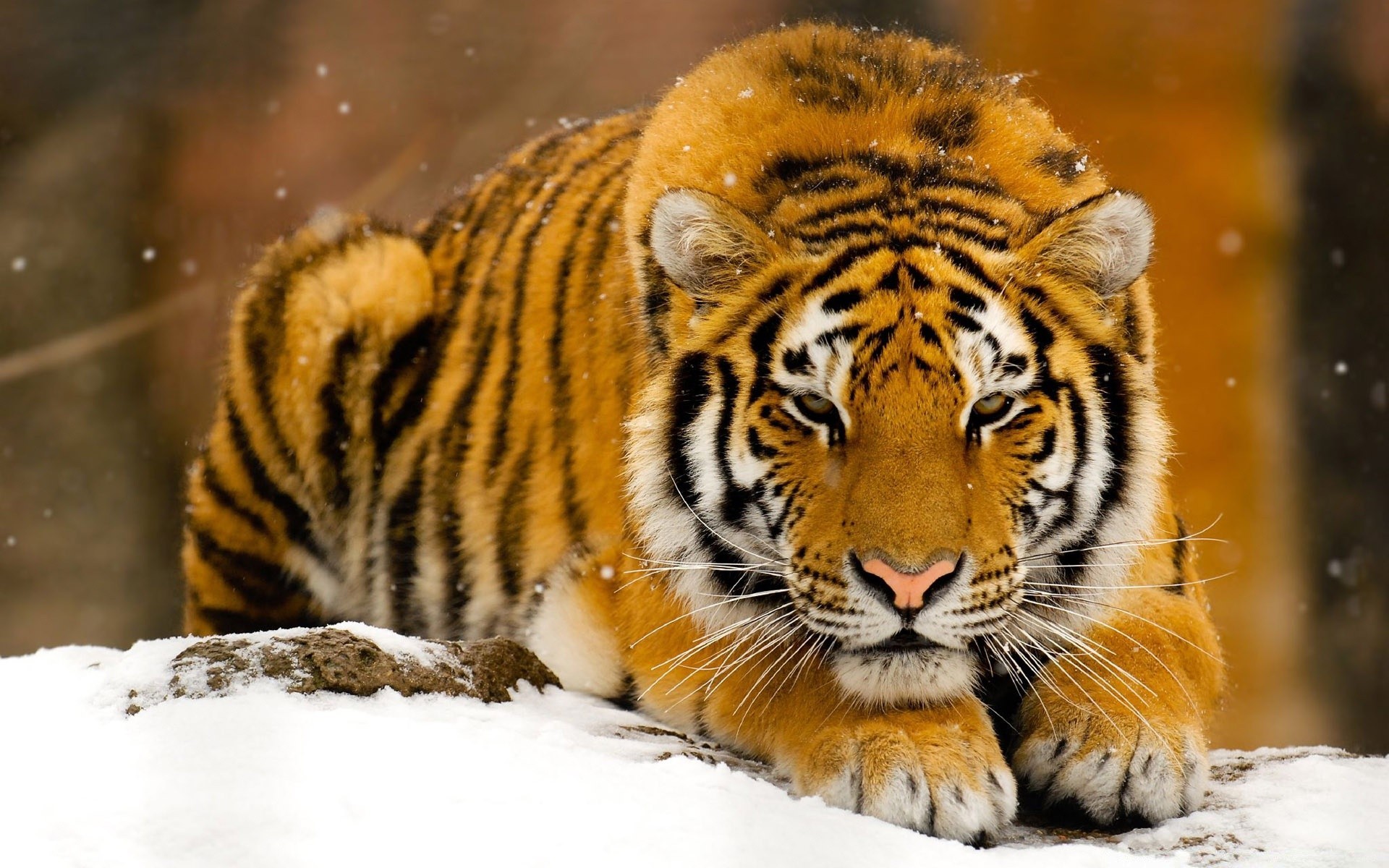 zwierzęta przyroda kot zwierzę drapieżnik ssak tygrys natura zoo myśliwy dziki mięsożerca