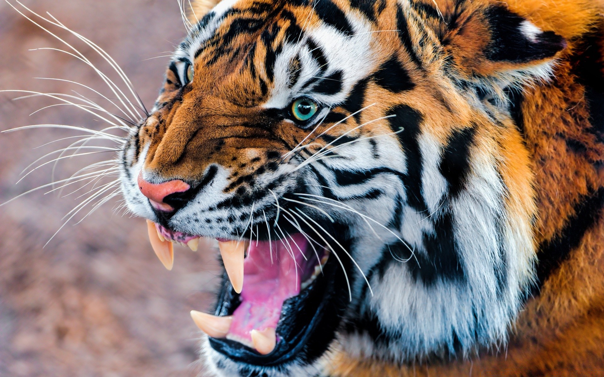 zwierzęta tygrys dzika przyroda kot zoo zwierzę ssak drapieżnik safari pasek dziki mięsożerca myśliwy agresja futro dżungla zły polowanie patrzenie natura duży