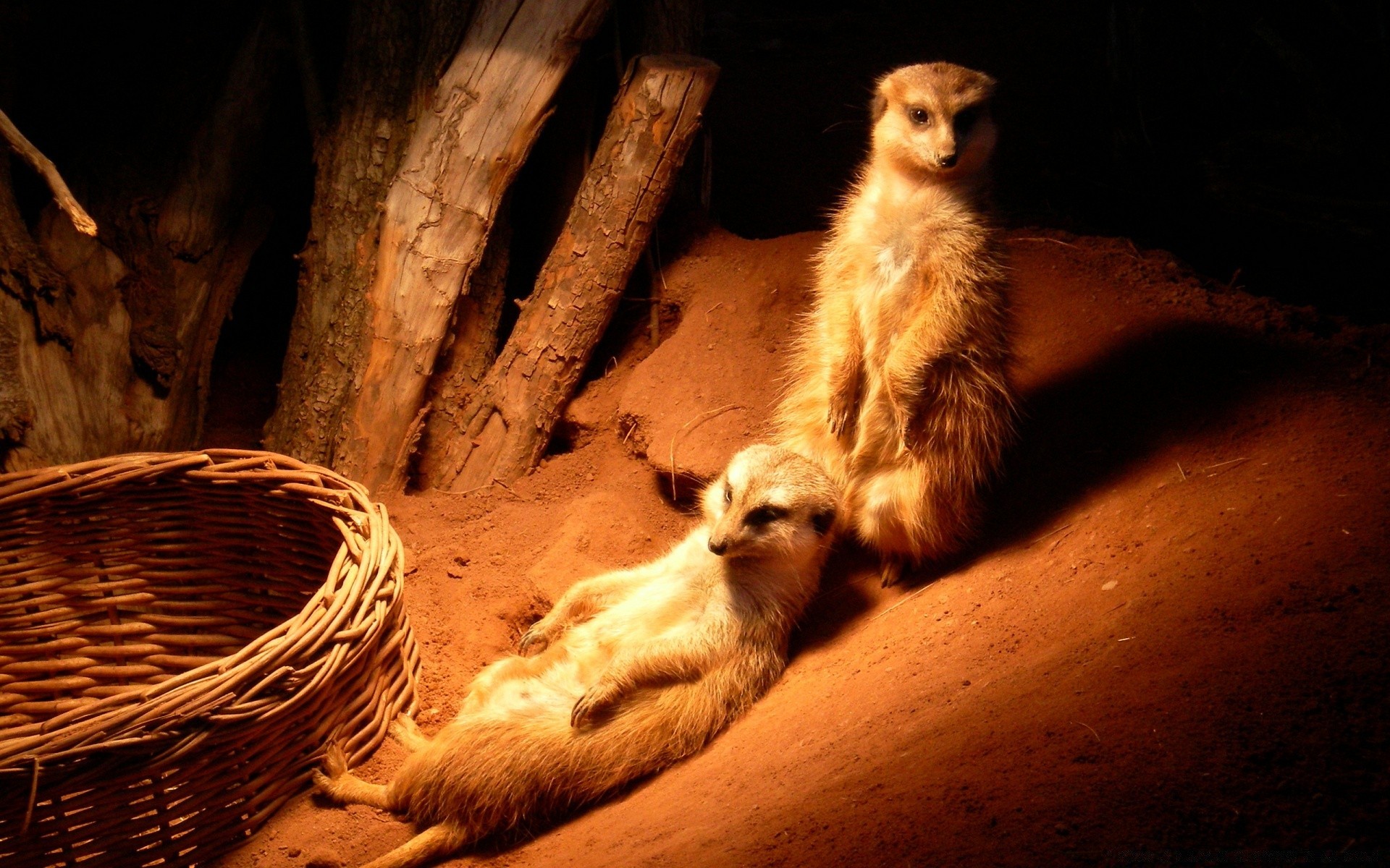 zwierzęta ssak przyroda jeden pies zoo kot tunel ładny portret