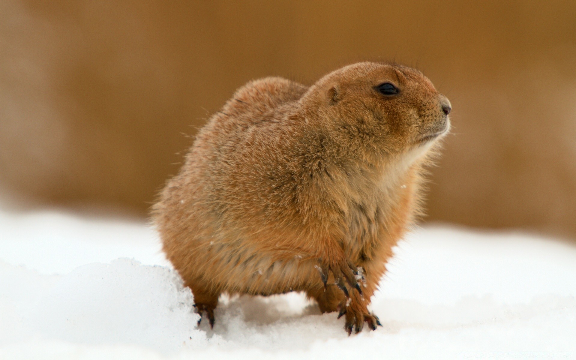 zwierzęta ssak przyroda gryzoń słodkie natura mało śnieg zima zwierzę