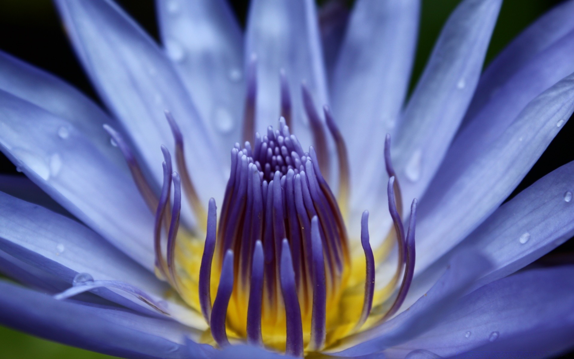makro kwiat natura flora lato płatek liść ogród bluming delikatny piękny kwiatowy zbliżenie jasny lily kolor pyłek botaniczny