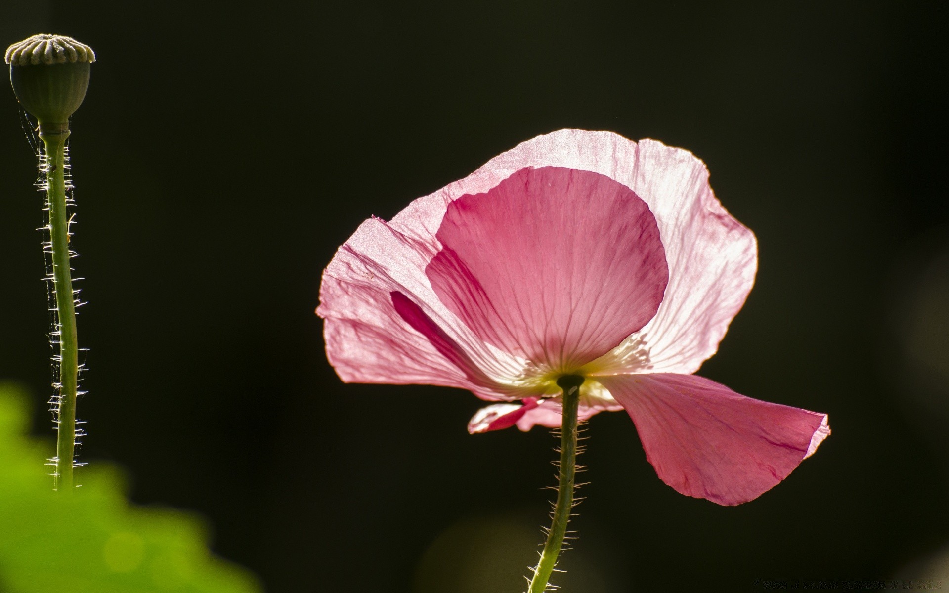 makro natura kwiat flora liść na zewnątrz bluming ogród lato poppy płatek zbliżenie delikatny kwiatowy