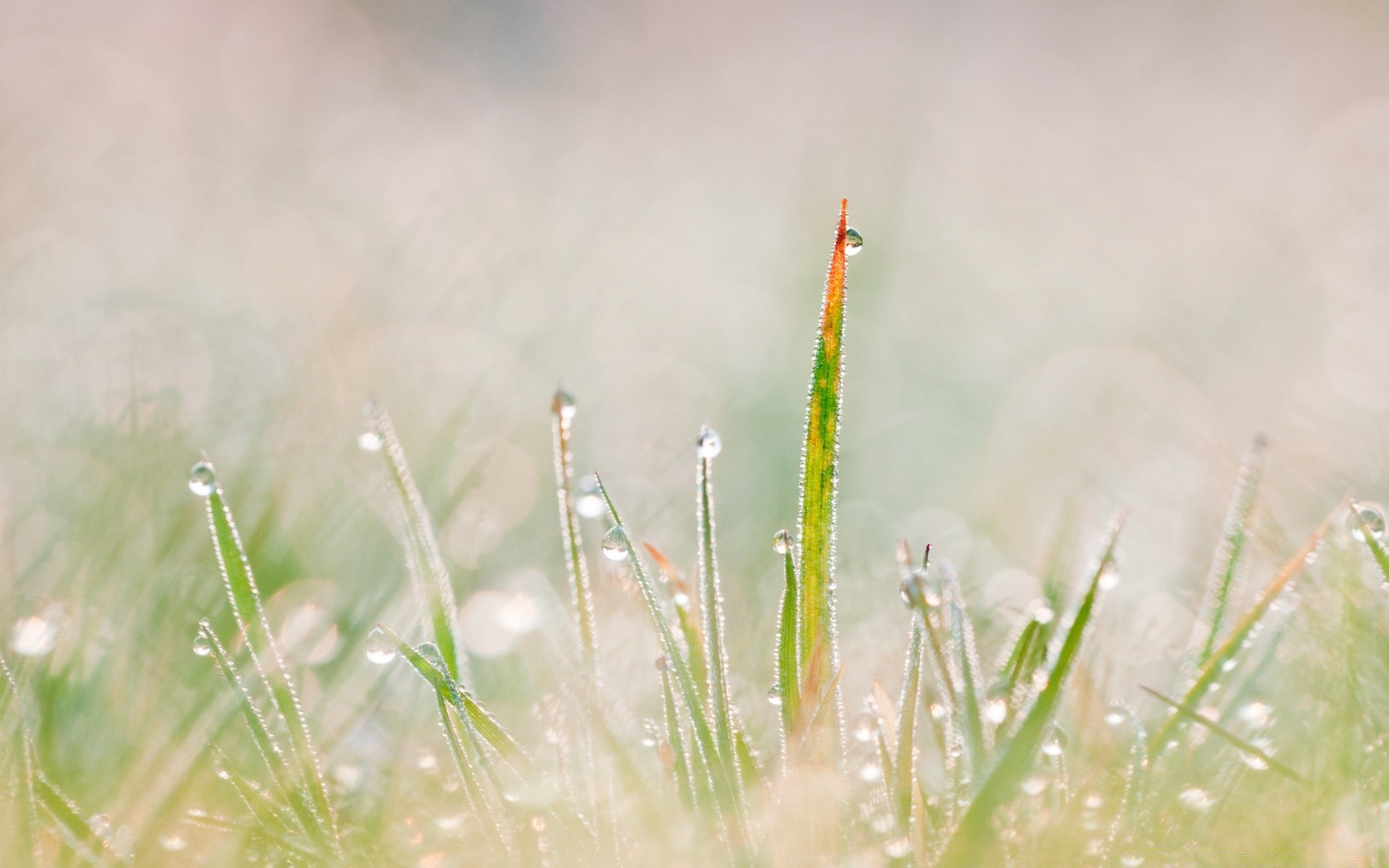 makro trawa natura deszcz rosa wzrost lato świt słońce flora liść środowisko pole spadek na zewnątrz sianokosy ogród dobra pogoda kwiat wiejskie