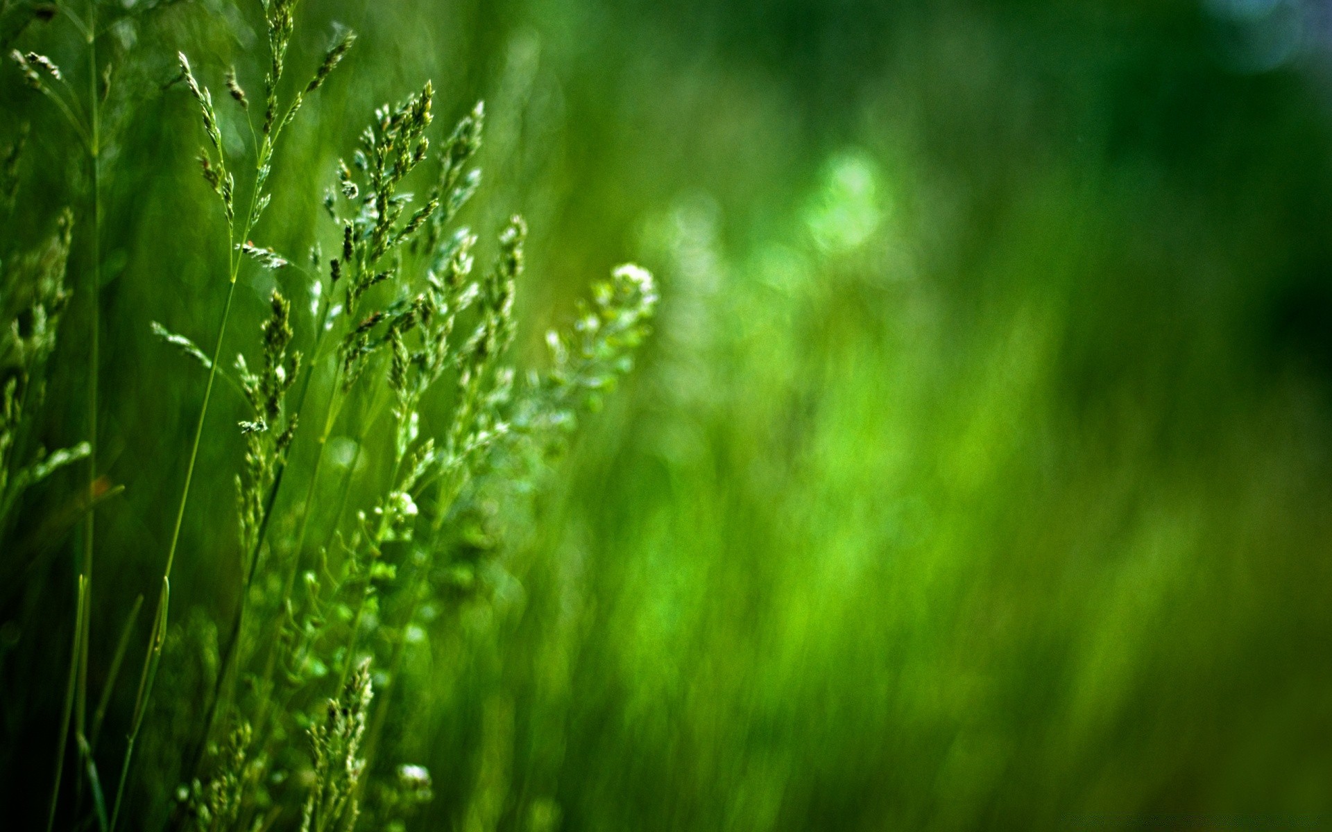 makro trawa liść wzrost natura rosa deszcz bujne flora rozmycie lato świt ogród na zewnątrz spadek trawnik środowiska dobra pogoda jasne słońce
