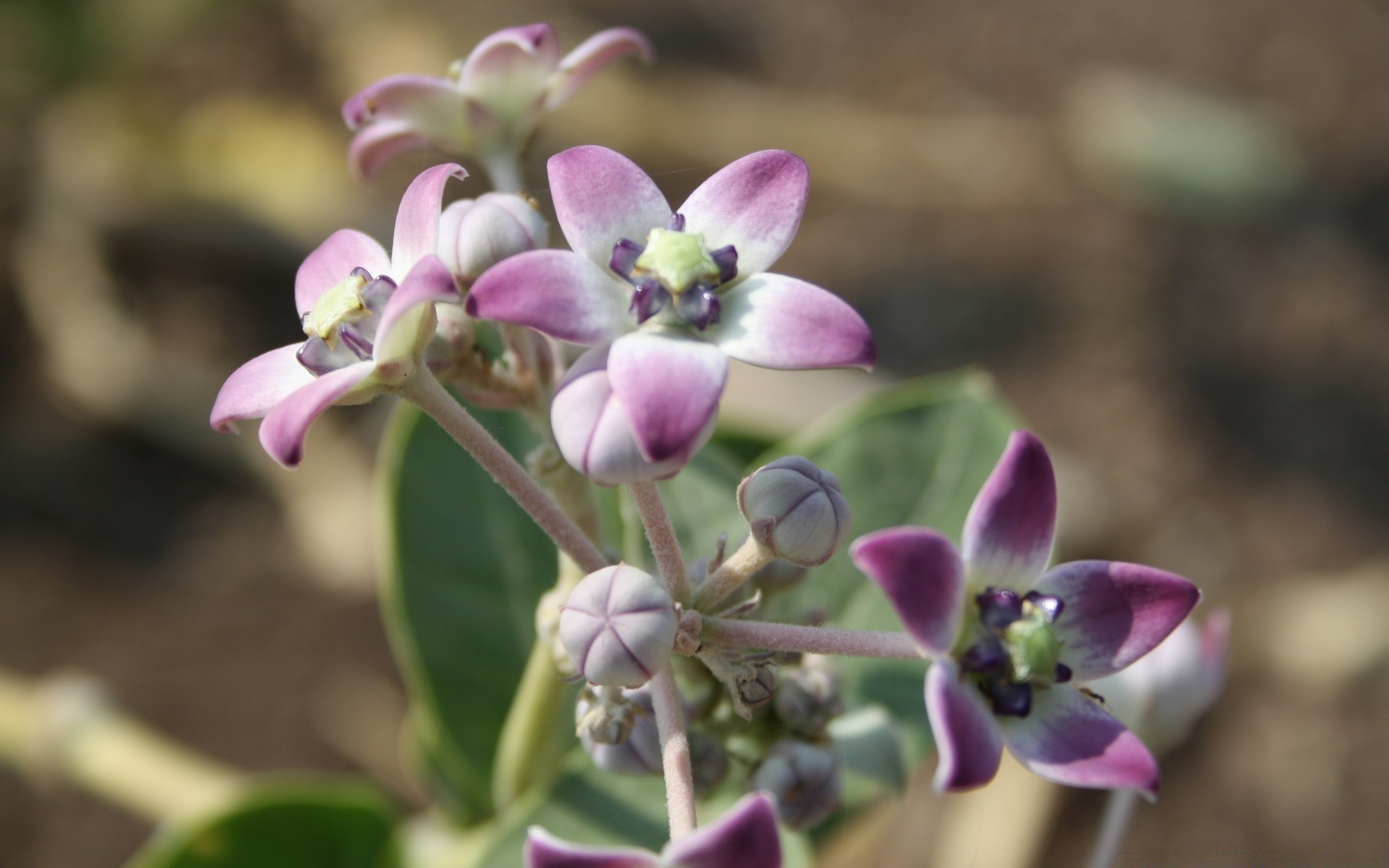 makro kwiat natura flora liść bluming ogród kwiatowy na zewnątrz płatek piękny kolor zbliżenie lato wzrost