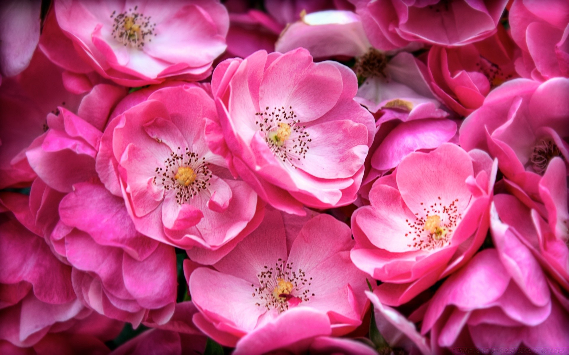 kwiaty kwiat natura kwiatowy flora płatek róża kolor